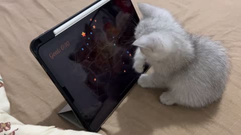 Cute cat playing