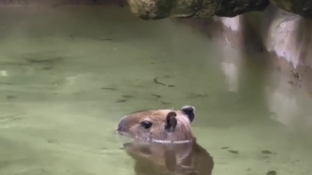 Baby capybara enjoying a dip