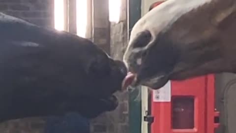 Love has no barriers