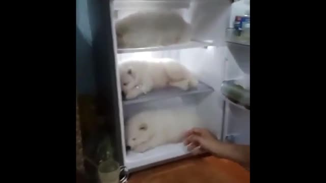 American summers are really hot. Cool them down