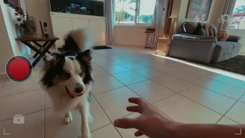 Teach your dog to BRING THE BALL