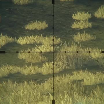 Adorable Jumping Springboks in Hunter Call of the Wild