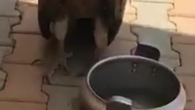 Because of the heat, the eagles came down to drink water