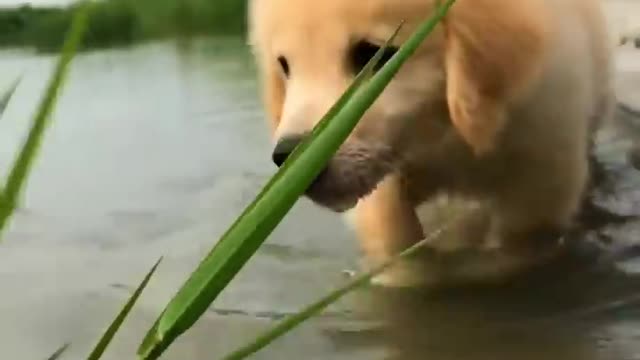 Golden Puppy and Parrot Duo To Make Your Day