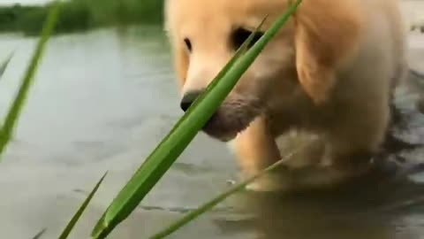 Golden Puppy and Parrot Duo To Make Your Day