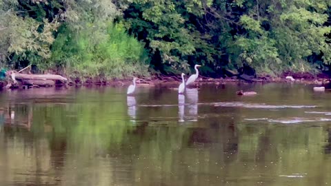 The day Three beautiful White Egrets stopped by