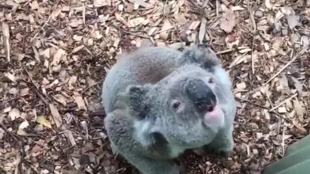 Funny Koala