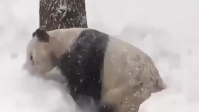 Giant pandas play happily in the snow