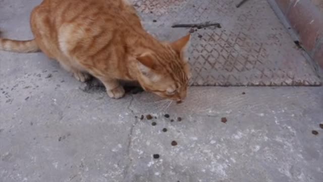 A Cat Eating Outside A House