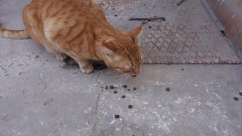 A Cat Eating Outside A House