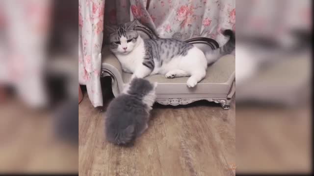 Funny Cat kitten Fight amazing