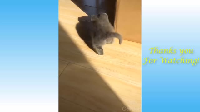 funny and cute cats