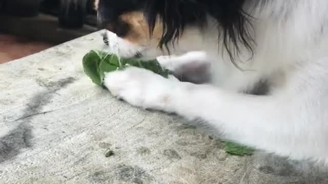 Bored Chihuahua eating leaf