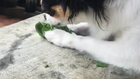 Bored Chihuahua eating leaf