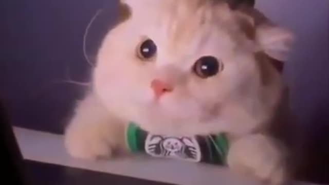 Amazing funny cat video /cute cat