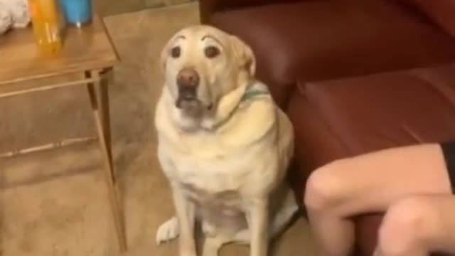 golden retriever_love