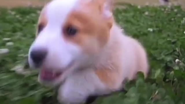 When a little corgi runs happily towards you