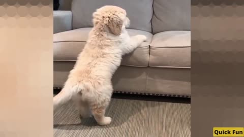 Golden Retrievers Funny Video