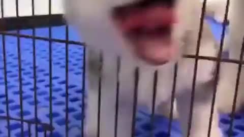 Adorable husky is trying to break from his cage