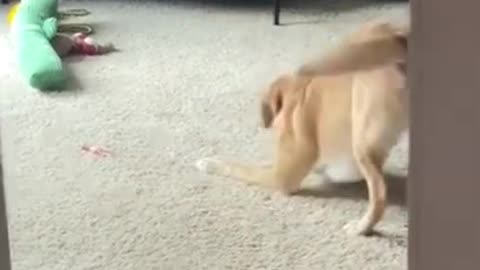Pesel dances funny when he gets a yummy