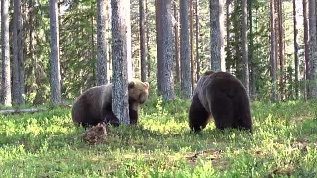 Best Bear fight ever!