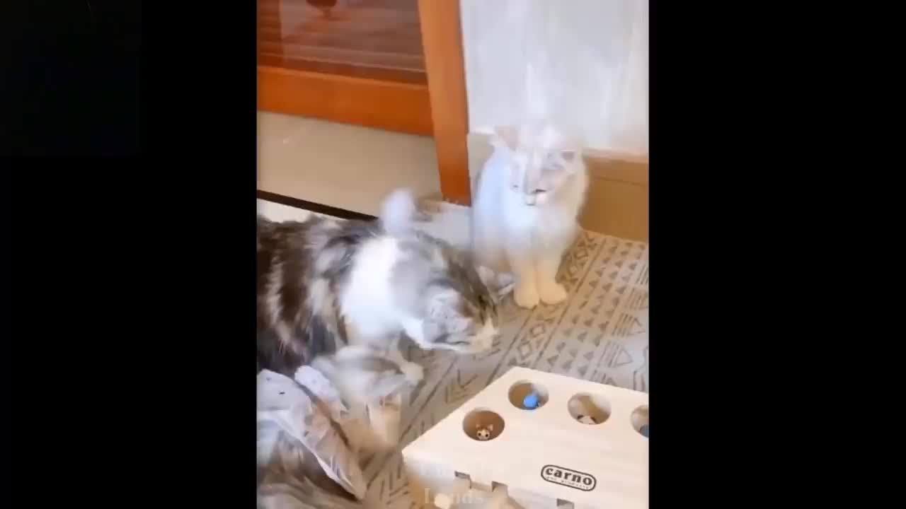 Cute Funny Cat Videos