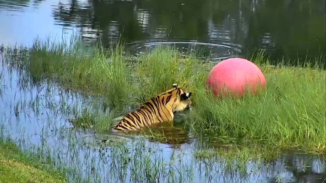 Tiger Vs Ball - Big Cat Rescue - 2022 new year