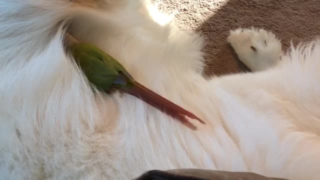 Green Cheeked-Parakeet Cuddles Great Pyrenees