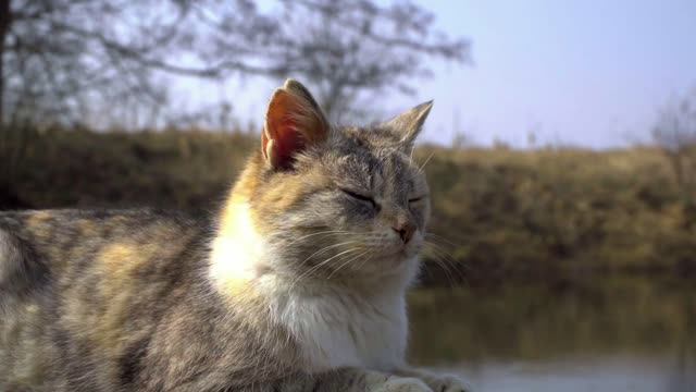 A cat of beautiful three-color color. Outdoors in the grass resting