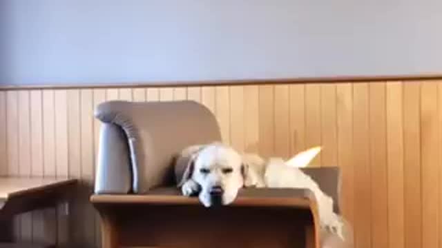 Golden Retriever overly excited after escaping Isolation