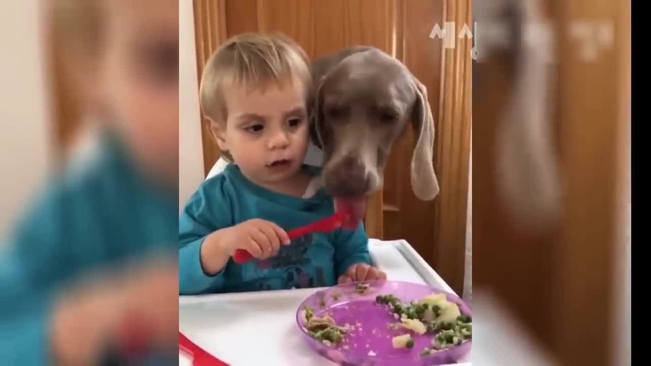 THE FUNNIEST VIDEOS OF DOGS AND CATS 2021 - CUTE ANIMALS