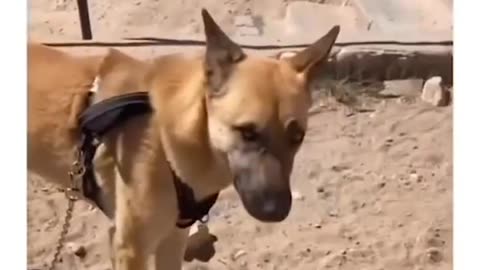 Funny dogs video