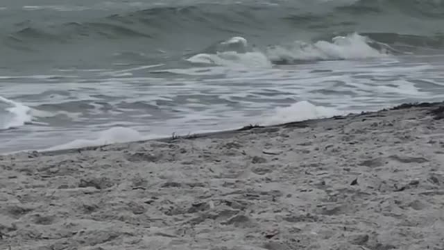Guy black swim shorts trying to catch small waves