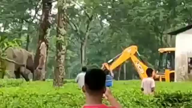 Elephant vs JCB