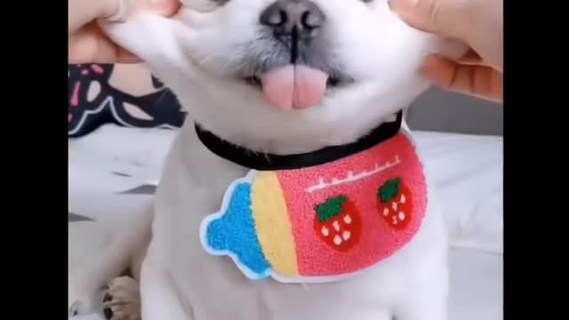 So Cute Doge Funny Video