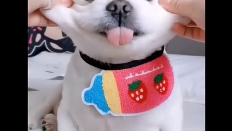 So Cute Doge Funny Video