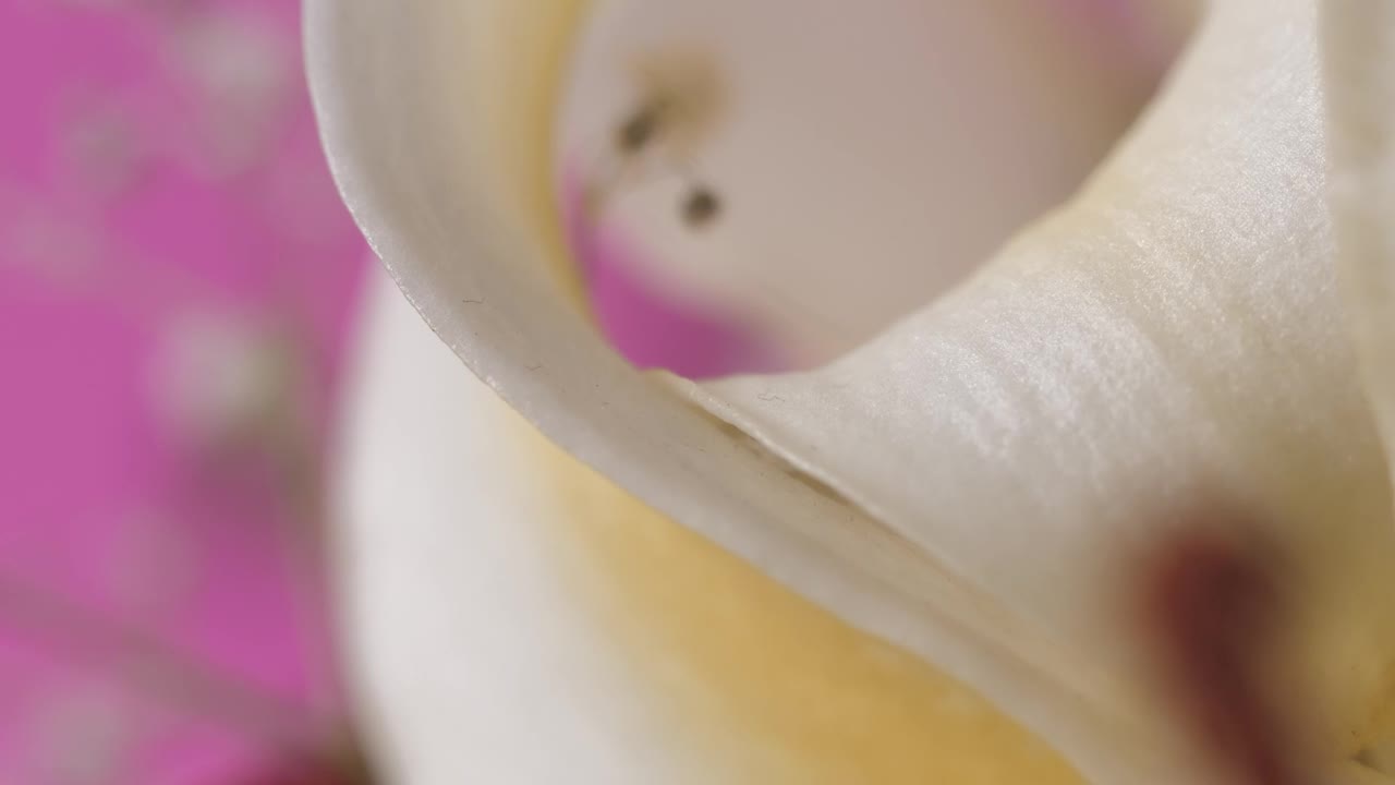 Details of a flower on a pink background