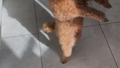 puppy dance