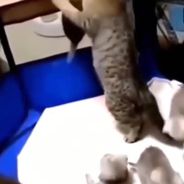 How a mother cat raises a rebellious son