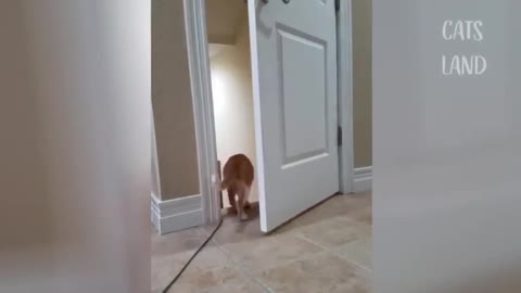 ❤️❤️❤️❤️Best Funny Cat Videos❤️❤️❤️❤️So Cute Cats