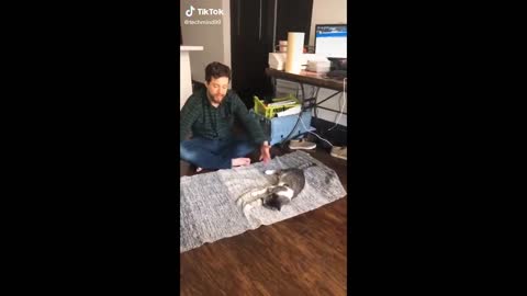 CATS COMPILATION PART 1 (FUNNY CATS)