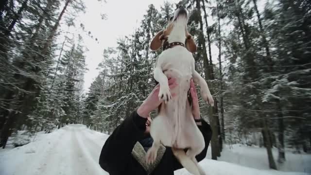 Beagle dog walking with his master. Man throwing his pet up for fun