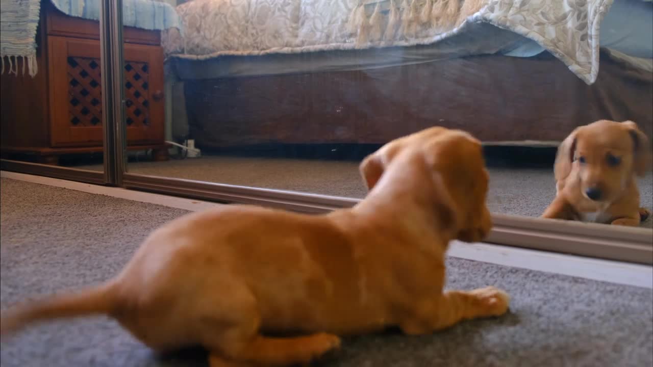 Dog plays with mirror