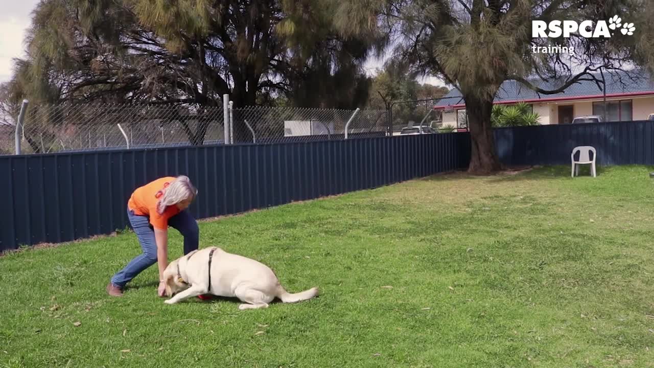 Dog training video