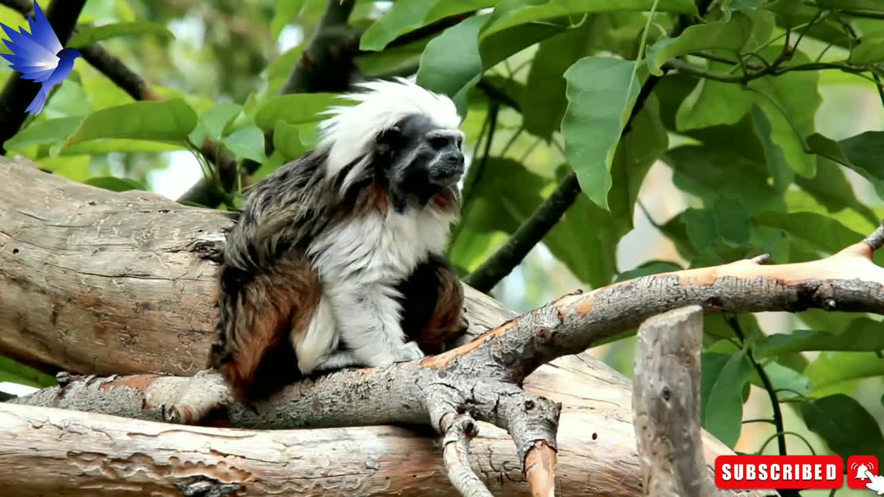 Tamarin monkey videos.