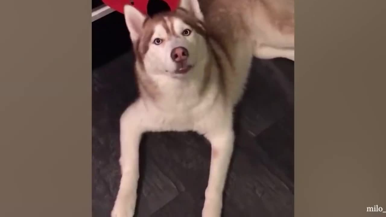 Talking Dog that says "I love You". So smart.