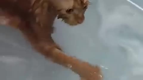 Funny moment of animal