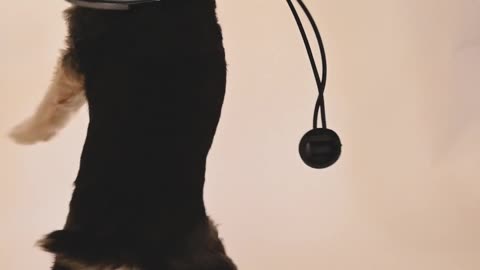 Compilation of videos of the most beautiful dogs in the world Small dogs Husky dogs🐶