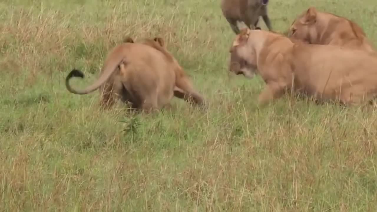 If you run, the lion will catch you, if you stay, the lioness will eat you.