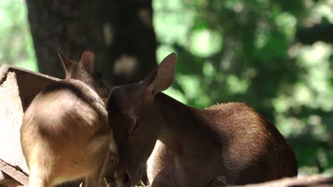 I PROMISE that YOU will get A LAUGH ATTACK - FUNNY ANIMAL compilation